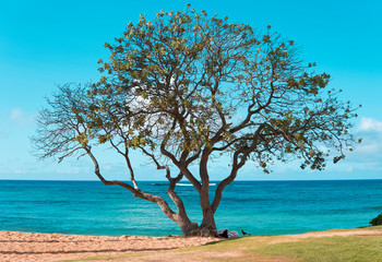 Fototapeta na wymiar Tropical Tree