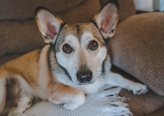 Corgi husky mix dog portrait