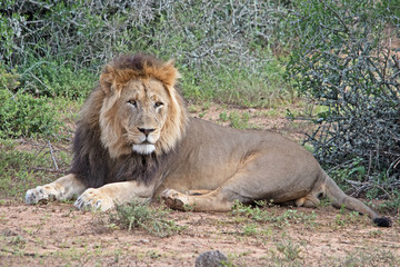Naklejka na ściany i meble A lion rests on the ground near Port Elizabeth in South Africa