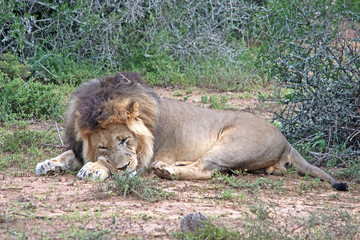 Lion sleeping in the Bush, South Africa