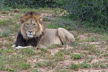 A lion rests on the ground near Port Elizabeth in South Africa.