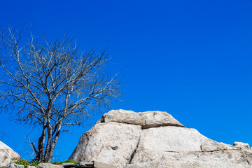 April landscape with a leafless tree and a rock on a hill against the sky, at Nebet Tepe, Plovdiv,...
