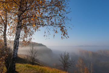 Russian birch trees on the top of the hill in foggy autumn morning