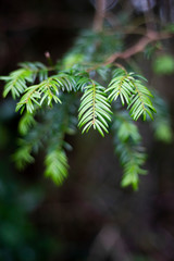 Springtime new leaf growth on tree with shallow depth of field 