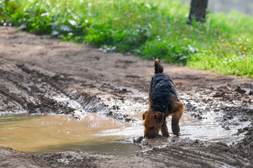 Airedale Terrier dog (1.3 year old) enjoys a walk in nature