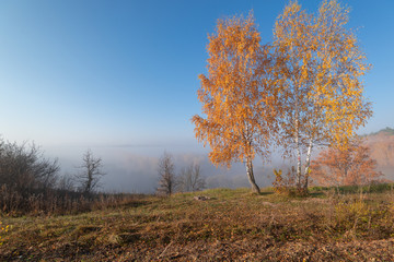 Russian birch trees on the top of the hill in foggy autumn morning