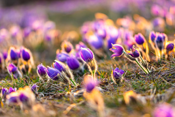 Greater pasque flowers (Pulsatilla grandis) with water drops, nature reserve in "Kamenný vrch - Koniklecová louka", Brno City, Czech republic, Europe. Sunny March day after rain. Beauty spring flower.