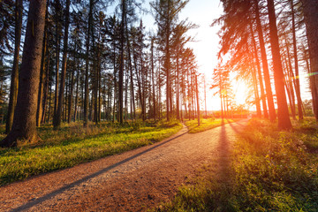 beautiful green forest