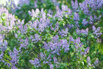 field of purple flowers