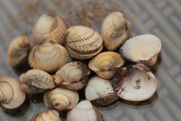 clam shells