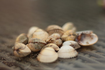 shells on the beach