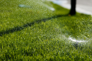 green grass with water drops