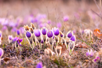 Greater pasque flowers (Pulsatilla grandis) with water drops, nature reserve in 