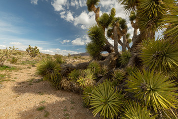 A joshua tree in the Mohave desert spreads it's branches both high and low.