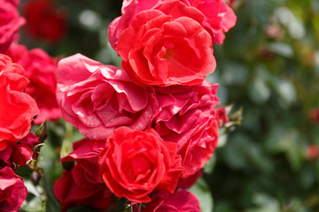 red rose in garden