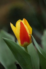 red tulip