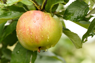 an apple is hanging on a branch