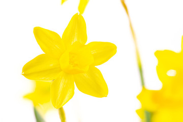 flowers daffodils on a white background