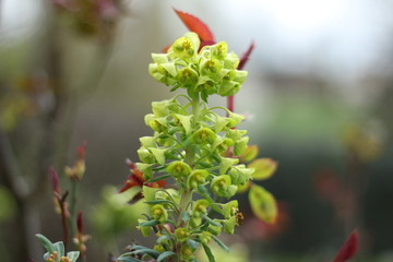 Bright and vivid Euphorbia