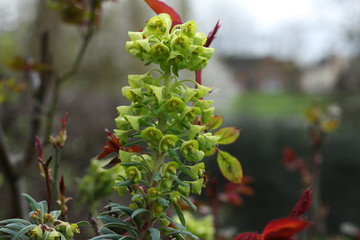 Bright and vivid Euphorbia