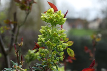 Bright and vivid Euphorbia