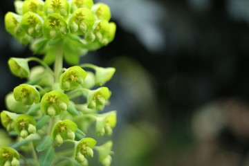 Bright and vivid Euphorbia