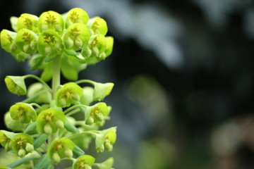 Bright and vivid Euphorbia