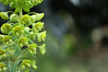 Obraz na płótnie Canvas Bright and vivid Euphorbia