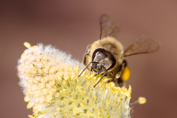bee on flower pollination