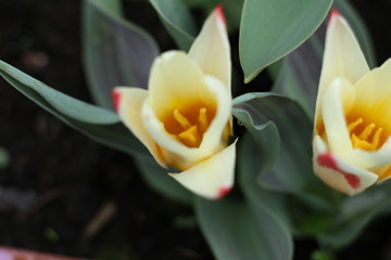 close up of red and yellow tulip