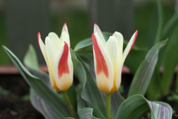 close up of red and yellow tulip
