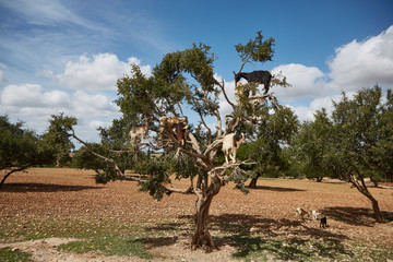 Mehrere Ziegen im Baum am Straßenrand