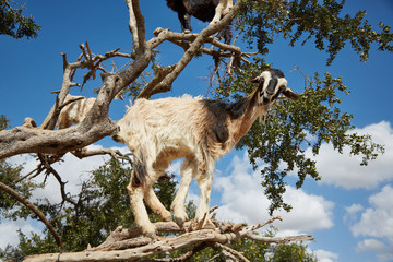 Ziege im Baum blickt auf Betrachter herab
