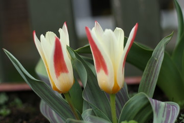 close up of red and yellow tulip