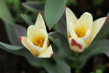 close up of red and yellow tulip
