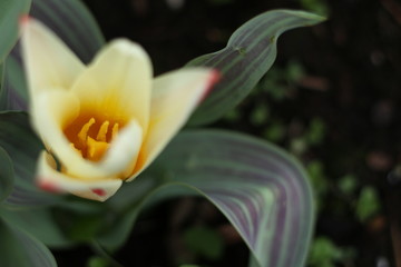 close up of red and yellow tulip