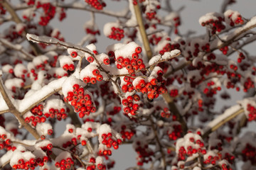 Crataegus, commonly called hawthorn, quickthorn, thornapple, May-tree,  whitethorn, or hawberry. The berries are matured and become food for birds in winter. Winter landscape with snow. Frozen forest.