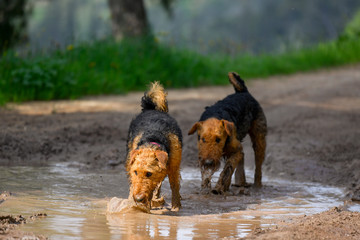 Two young Airedale Terrier dogs, smeared in the mud are playing in nature, jumping in a rain puddle