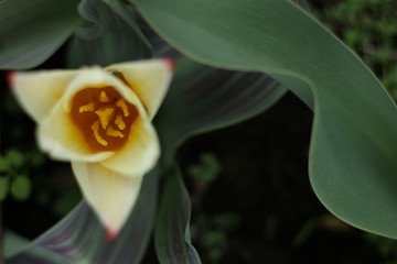 close up of red and yellow tulip