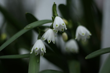 snowflake flowering bulb