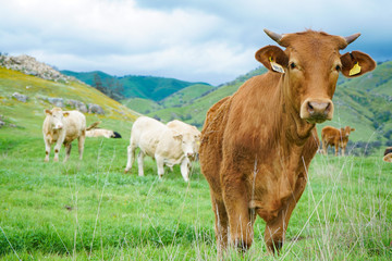 Fototapeta na wymiar multi colored red brown black white beef cattle graze on green pasture. Herd of cows in green field. 