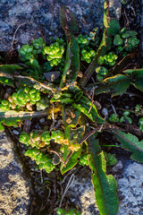 paving stone with vegetation