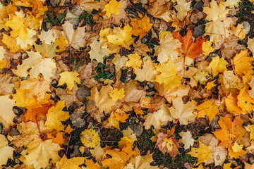 Yellow and orange leaves lie on the ground. Fallen maple leaves. Top view