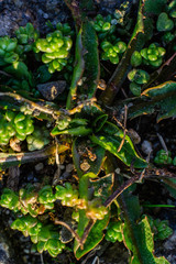 paving stone with vegetation