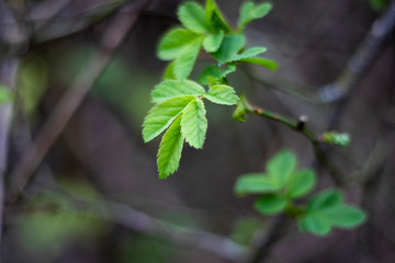 Springtime new leaf growth on tree with shallow depth of field 