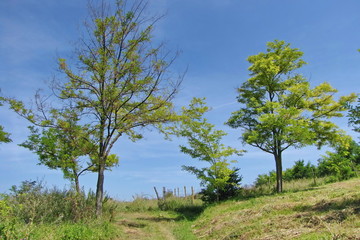 Obraz premium tree in a field