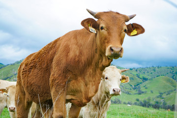 multi colored red brown black white beef cattle graze on green pasture. Herd of cows in green field. 