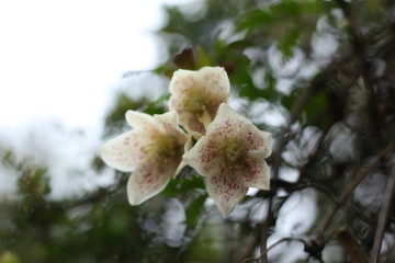 Winter flowering clematis