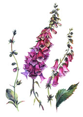 Watercolor Foxglove Composition © Inna Sinano