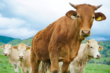 multi colored red brown black white beef cattle graze on green pasture. Herd of cows in green field. 